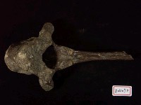 藏品(德氏水牛胸椎)的圖片